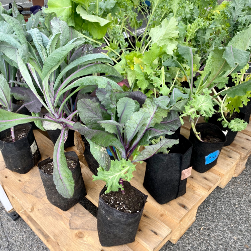 Hudson Valley Organic Nursery