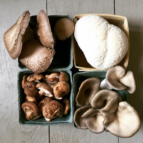 Sugarshack Mushrooms 